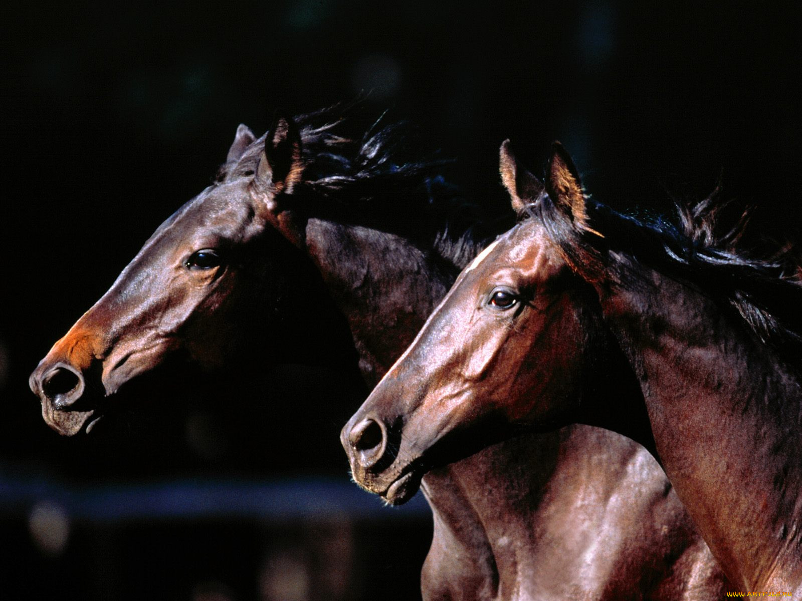 two, of, kind, trakehners, , 